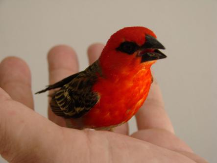 Oiseau cardinal île Réunion