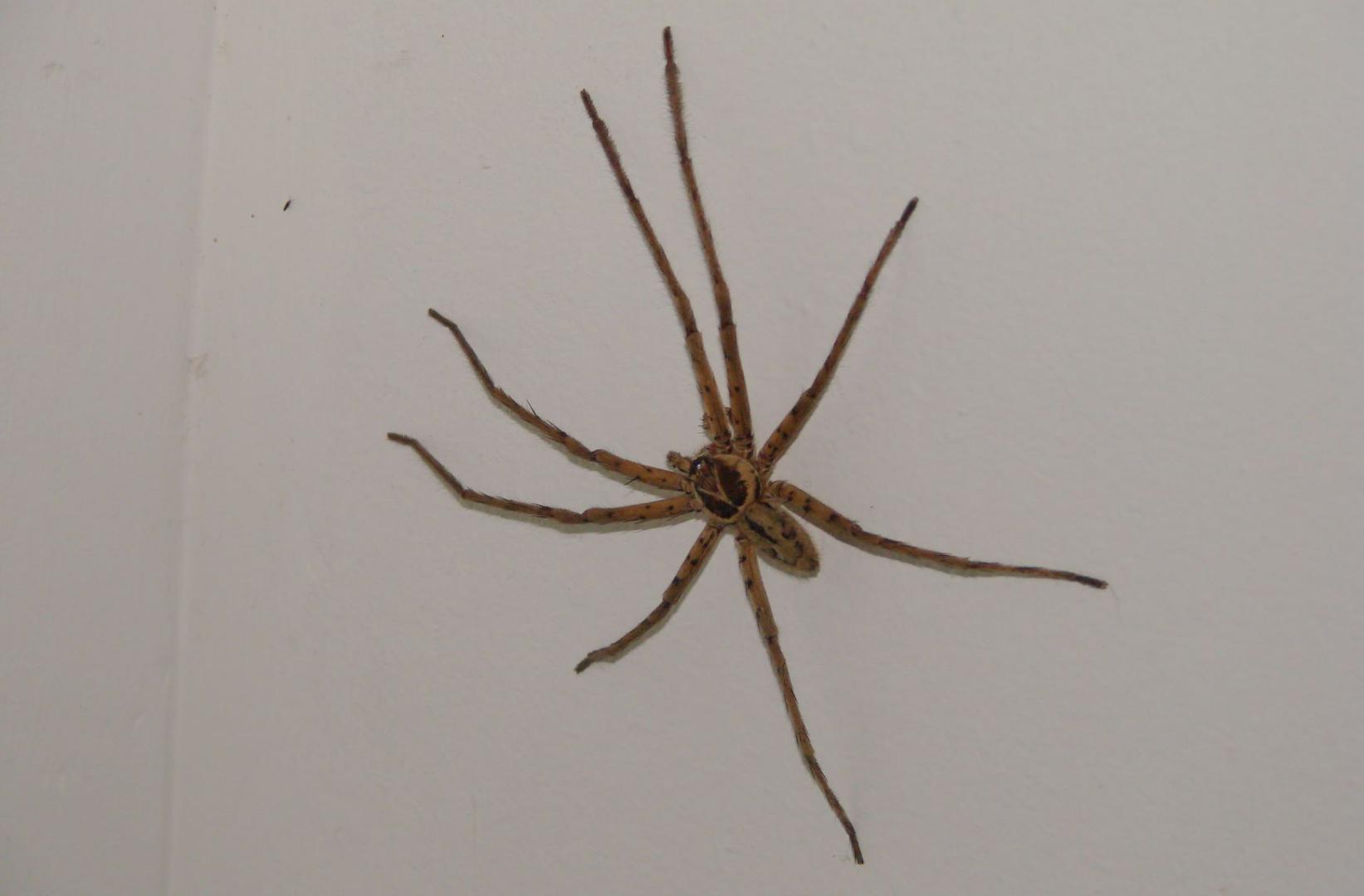 Araignée babouk de l'île de la Réunion